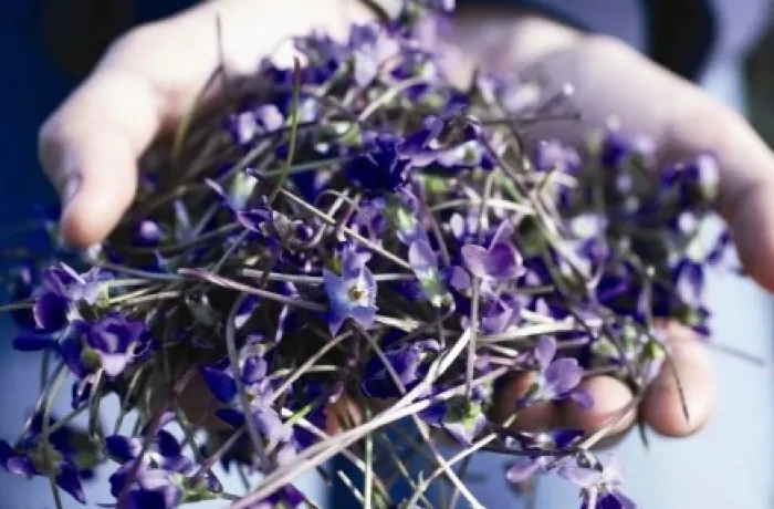 Jurlique Sensitive Soothing Facial
